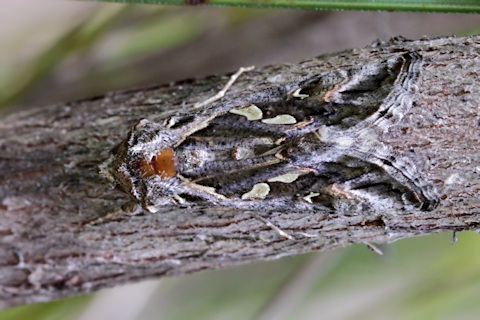 Tobacco Looper Moth (Chrysodeixis argentifera)